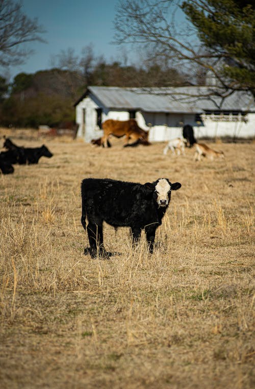 Black Cow on Brown Grass Field