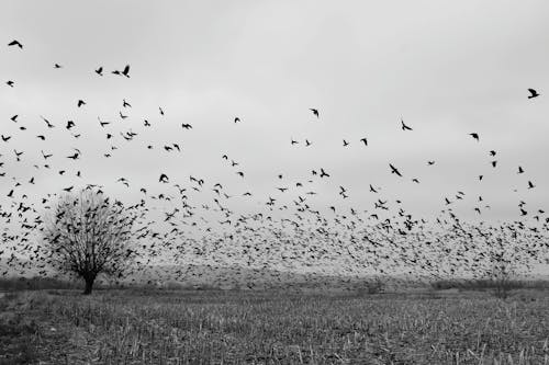 Birds Flying Over a Field