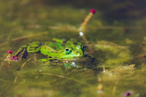 Gratis lagerfoto af baggrund, fokus, frø