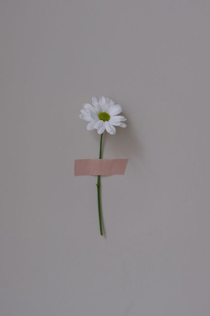 A single daisy flower taped to a neutral background, showcasing minimalist aesthetics.