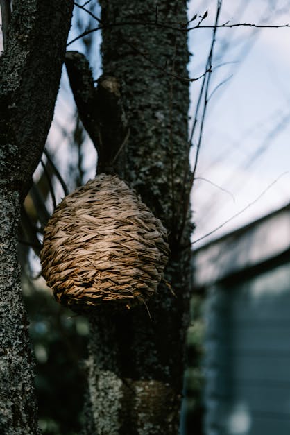 Natural Straw Bird's Nest Hanging on Tree · Free Stock Photo