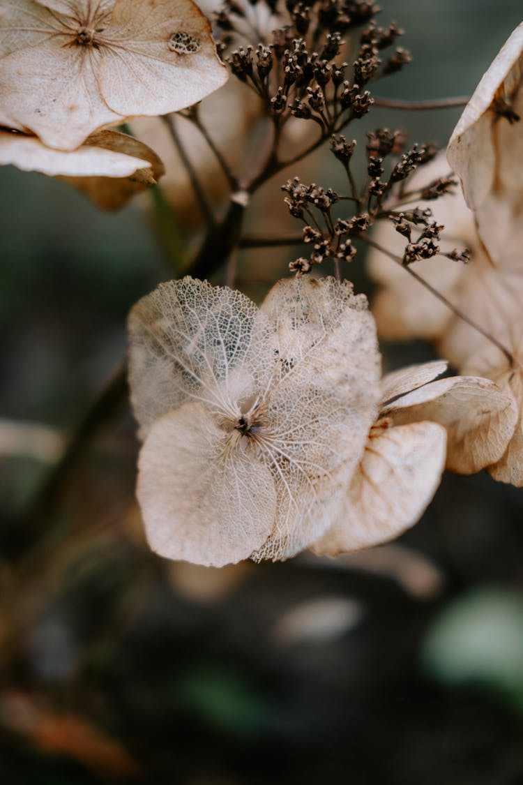 Dried Flower With Translucent Petals On Stem