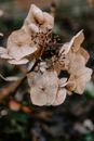 Dried Flower with Translucent Petals on Stem