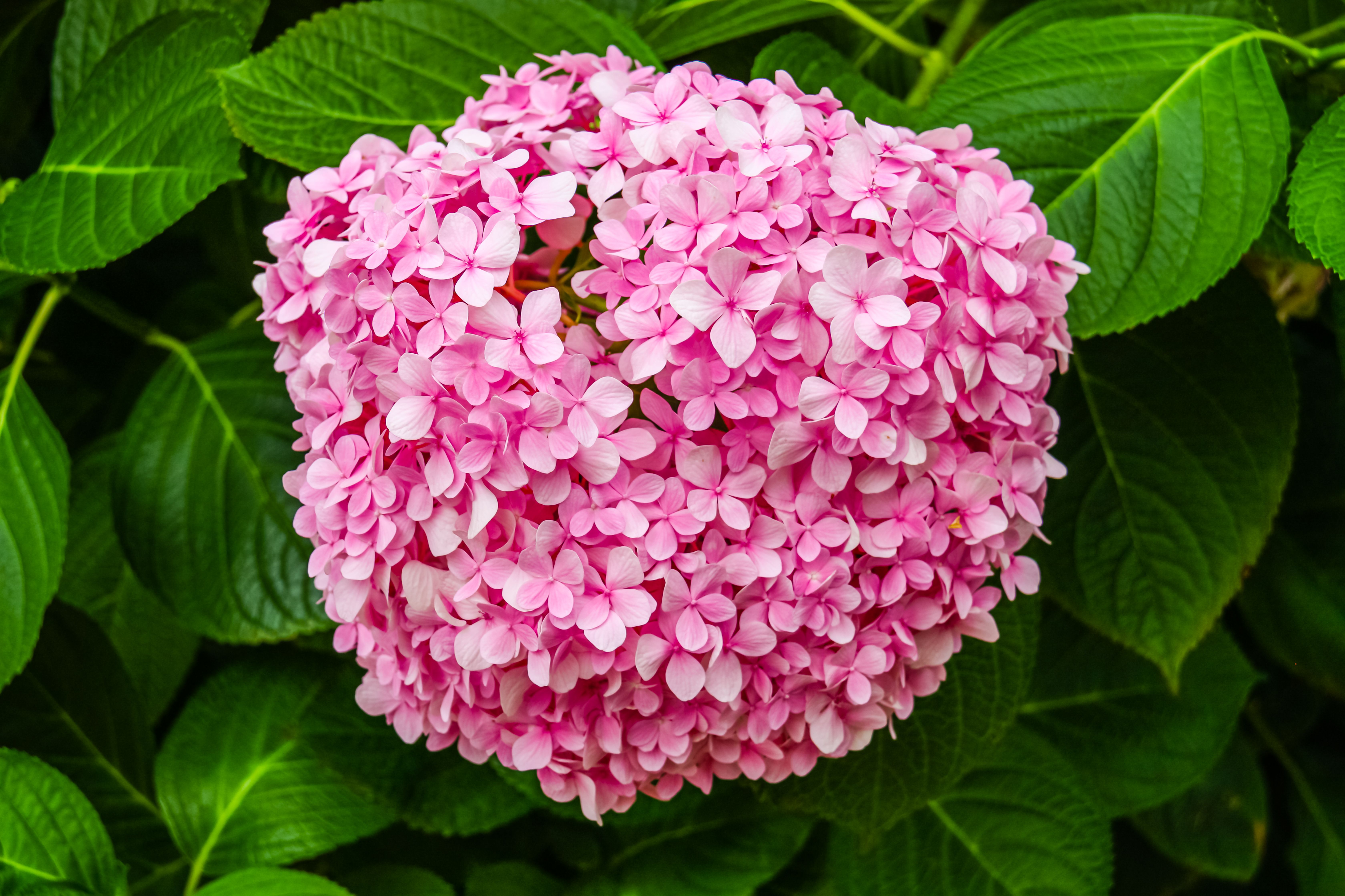 Pink Hydrangea Flowers with Green Leaves · Free Stock Photo