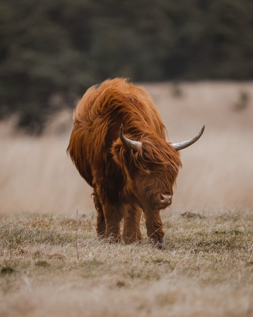 Imagine de stoc gratuită din animal, animale domestice, bovine Highland