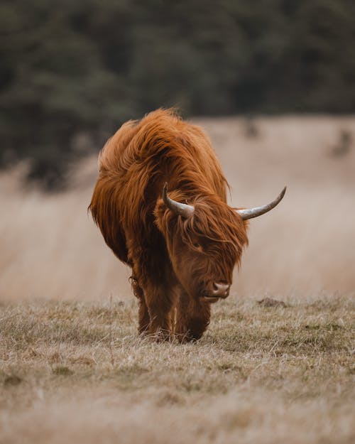 Brown Highland Cattle on Brown Grass 