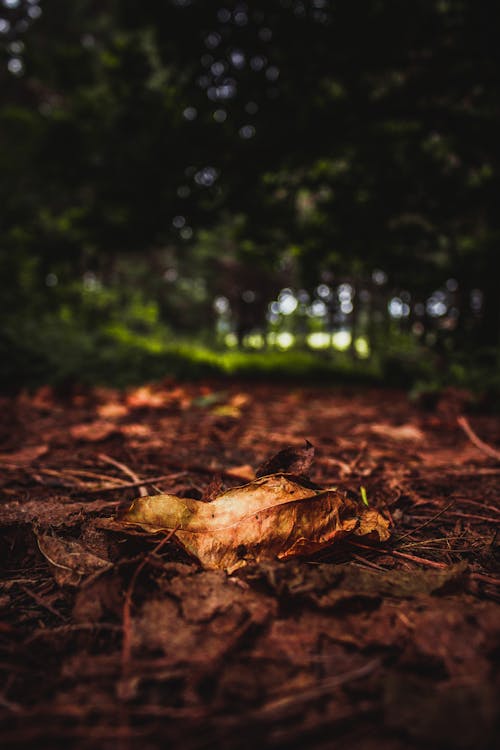 Бесплатное стоковое фото с atmosfera de outono, боке, деревья