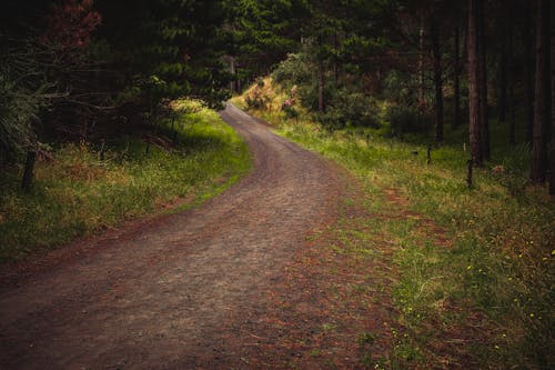Бесплатное стоковое фото с грунтовая дорога, деревья, зеленый