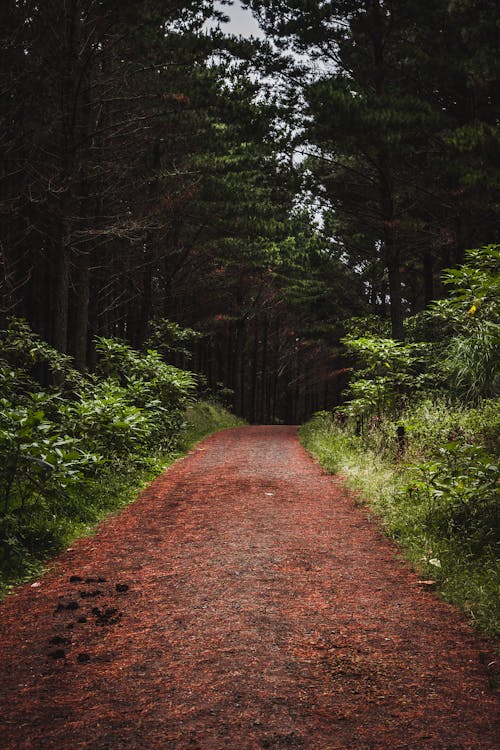 Brown Dirt Road Between Green Trees