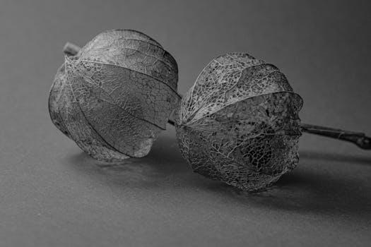 Monochromatic close-up of textured physalis, highlighting intricate details in a minimalist style.