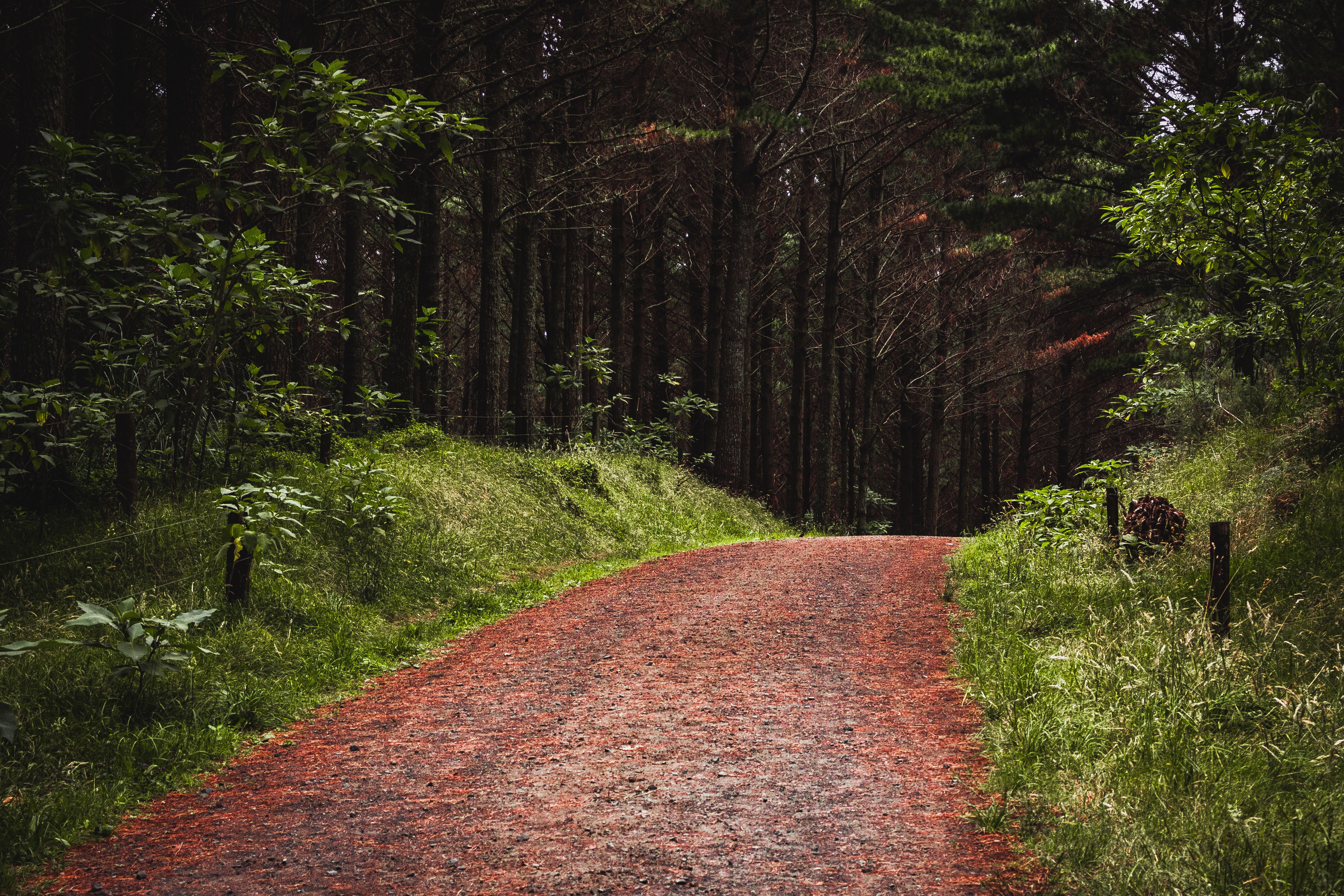 Pathway through a lush forest in Otaua, New Zealand, showcasing natural beauty and tranquility.