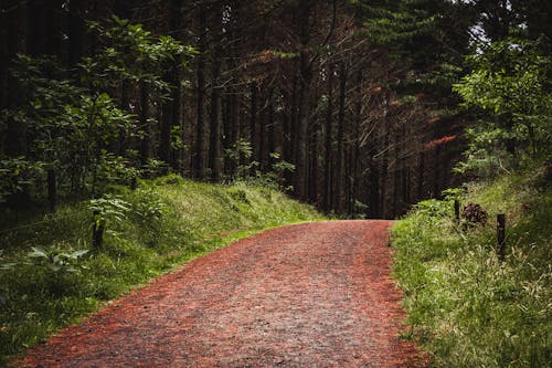 Бесплатное стоковое фото с грязная дорога, деревья, зеленый