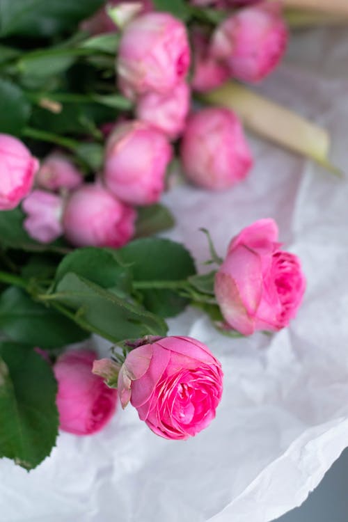 Gratis Foto stok gratis berkembang, bunga-bunga merah muda, Daun-daun Foto Stok
