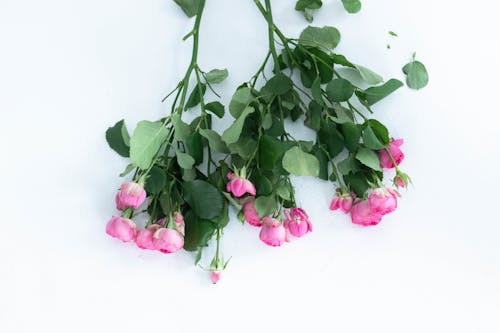 Ilmainen kuvapankkikuva tunnisteilla kukka-valokuvaus, lehvät, pinkit ruusut