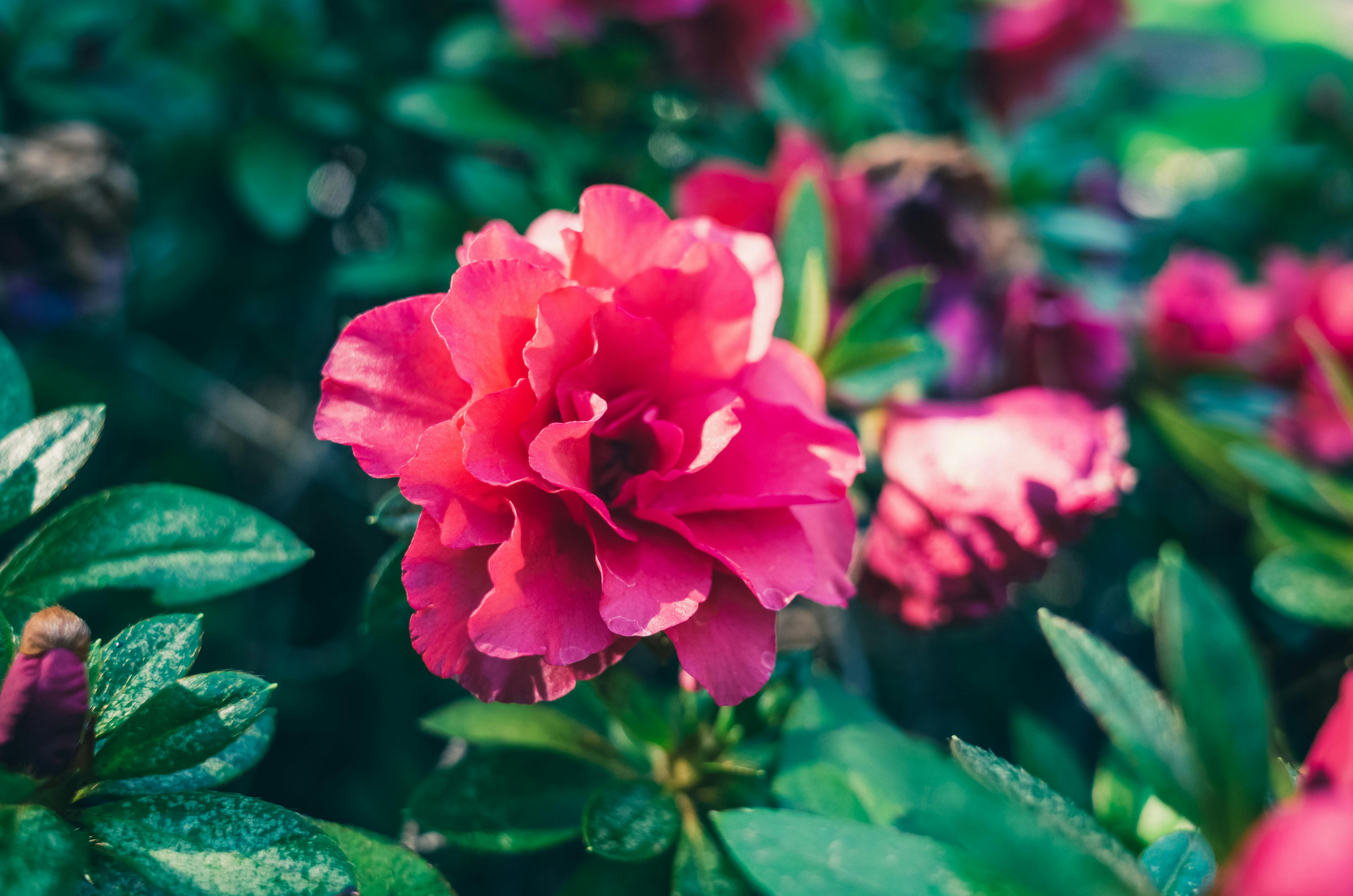 80,000+ Best Pink Flowers Images · 100% Royalty Free Photo Downloads ·  Pexels · Free Stock Photos