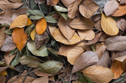 Darmowe zdjęcie z galerii z brązowy, liście, rozdrobniony