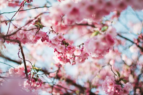 Kostnadsfri bild av årstid, blommor, blomning