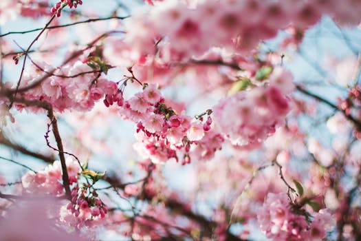 Cherry Blossom Tree · Free Stock Photo