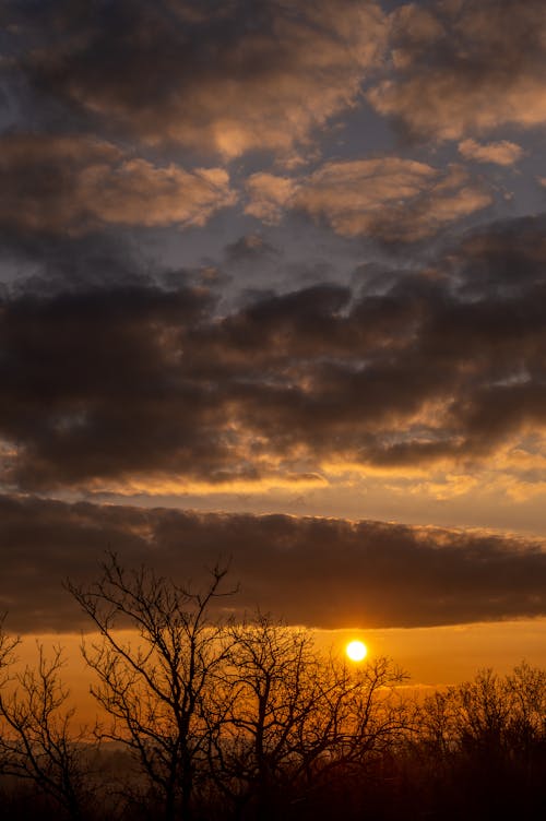 Gratis stockfoto met bladloze bomen, dramatisch, gouden uur