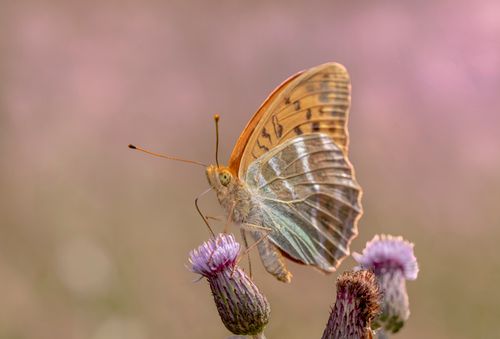 Free A detailed close-up of an Argynnis paphia butterfly delicately perched on a flower with a blurred background. Stock Photo