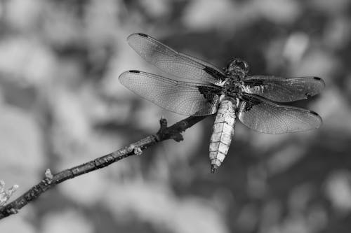 Grayscale Photography of a Dragonfly Perched on a Twig 