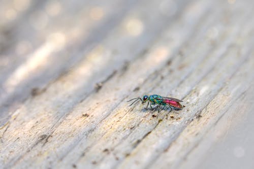 Kostenloses Stock Foto zu chrysis ignita, insekt, insektenfotografie