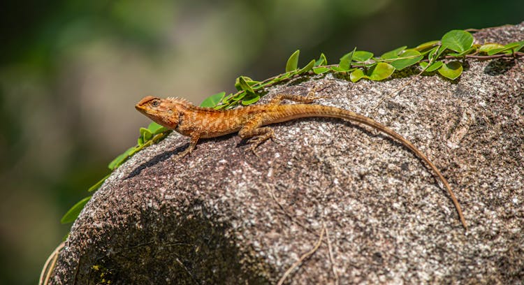 Brown And Green Lizard On Gray Rock