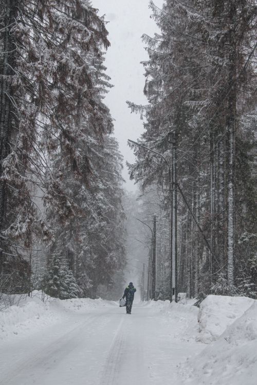 Free A lone figure walks along a snowy road flanked by tall trees in a wintery Russian forest. Stock Photo