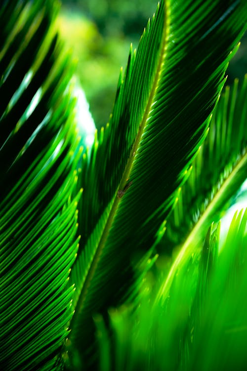 Fotobanka s bezplatnými fotkami na tému palmové listy, prírodný, rastlina