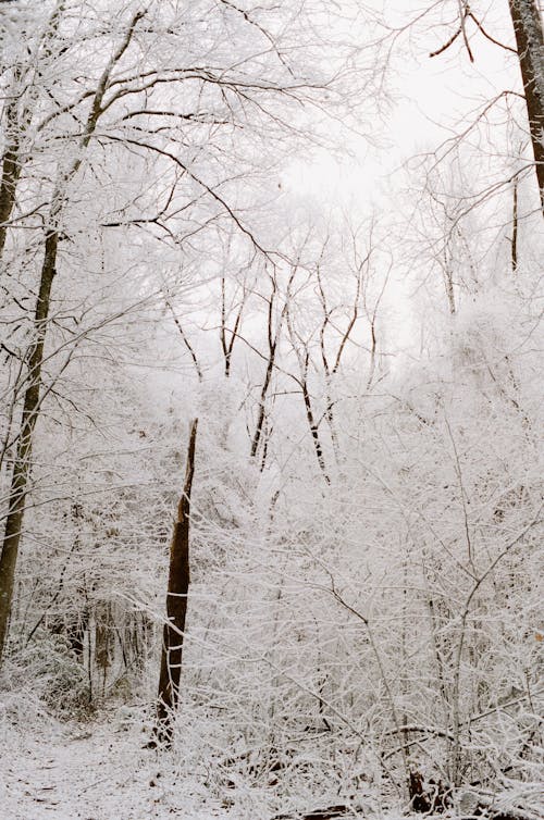 Bare Trees Covered With Snow