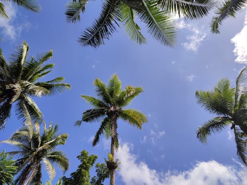 A Low Angle Shot of Green Trees Under the Blue Sky and White Clouds