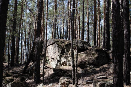 Δωρεάν στοκ φωτογραφιών με rock, δασικός, δέντρα Φωτογραφία από στοκ φωτογραφιών