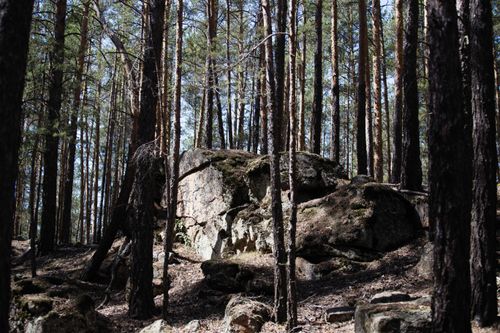 Free A tranquil forest scene with towering trees and moss-covered boulders under soft daylight. Stock Photo