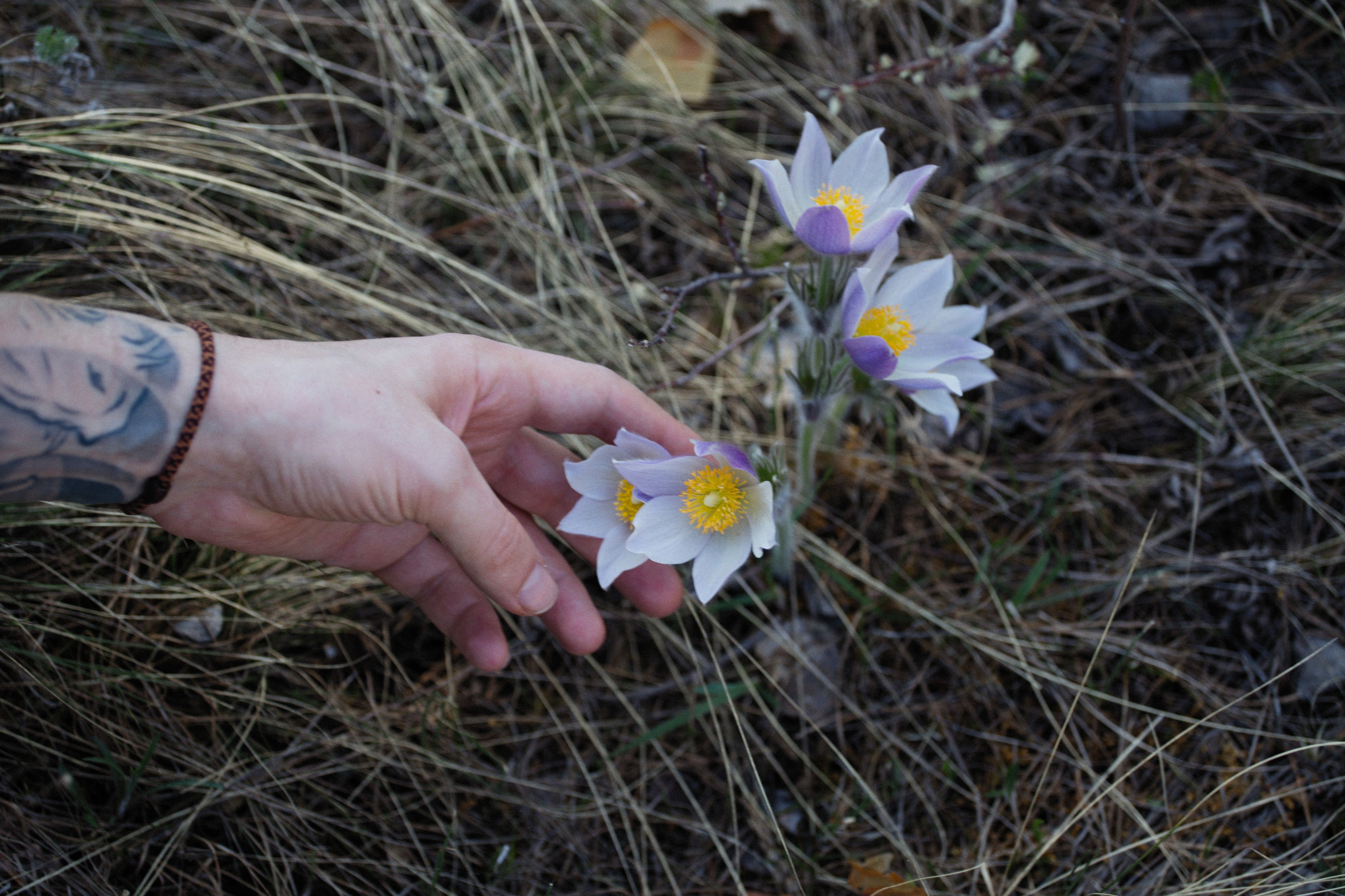 A tattooed hand gently reaches for wild pasque flowers growing amid dry grass outdoors.