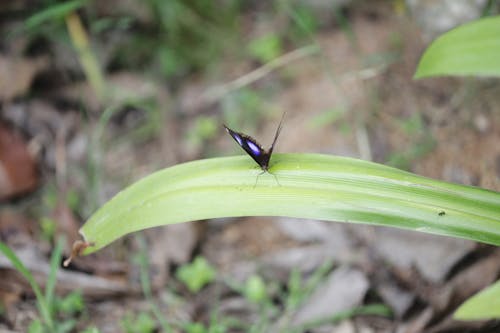 Black and White Butterfly on Green Leaf