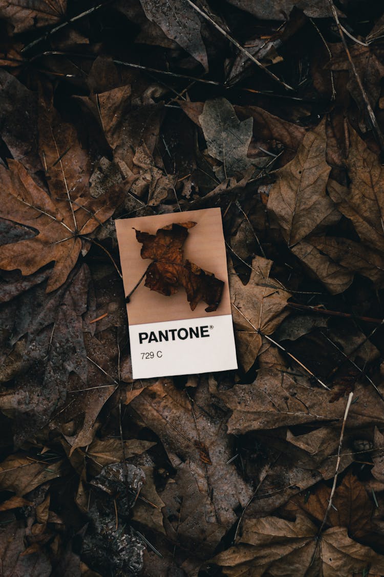 Pantone Color Code On Dried Leaves