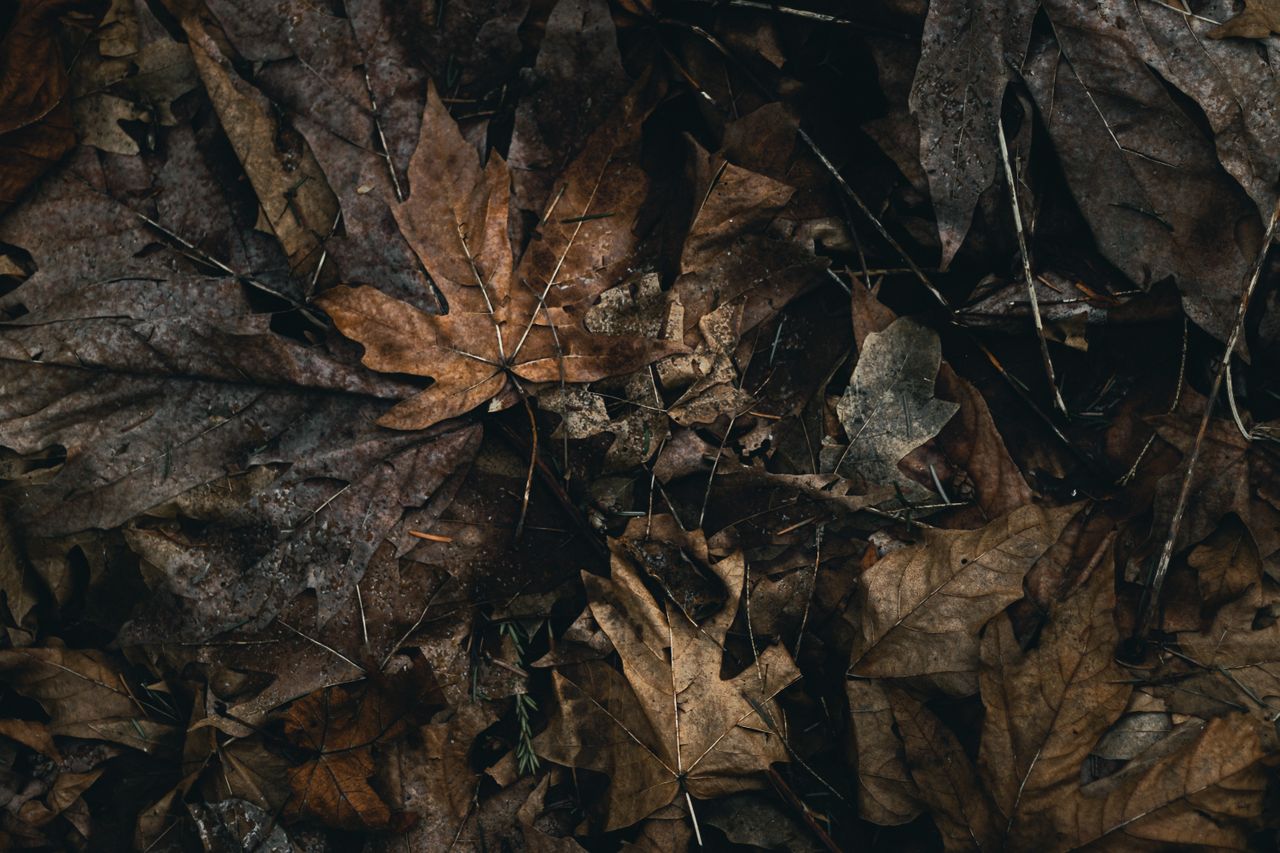 detailed view of overlapping dried autumn leaves creating a rich earth