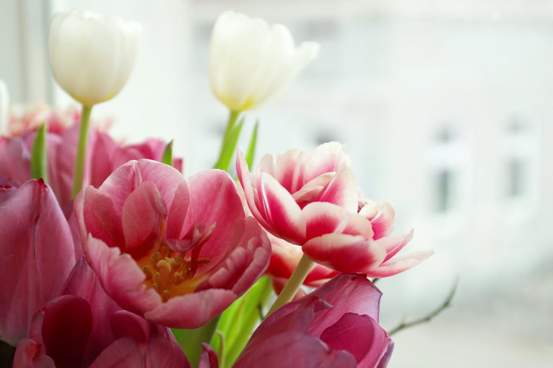 Flores De Tulipán Rosa