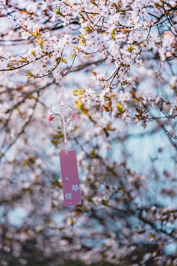 Japanese Wind Chime Hanging On Cherry Blossom Tree