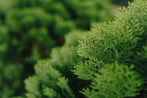 Free Detailed close-up of vibrant green cypress leaves showcasing nature's intricate patterns. Stock Photo