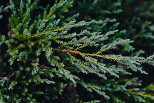 Close up of Evergreen Leaves