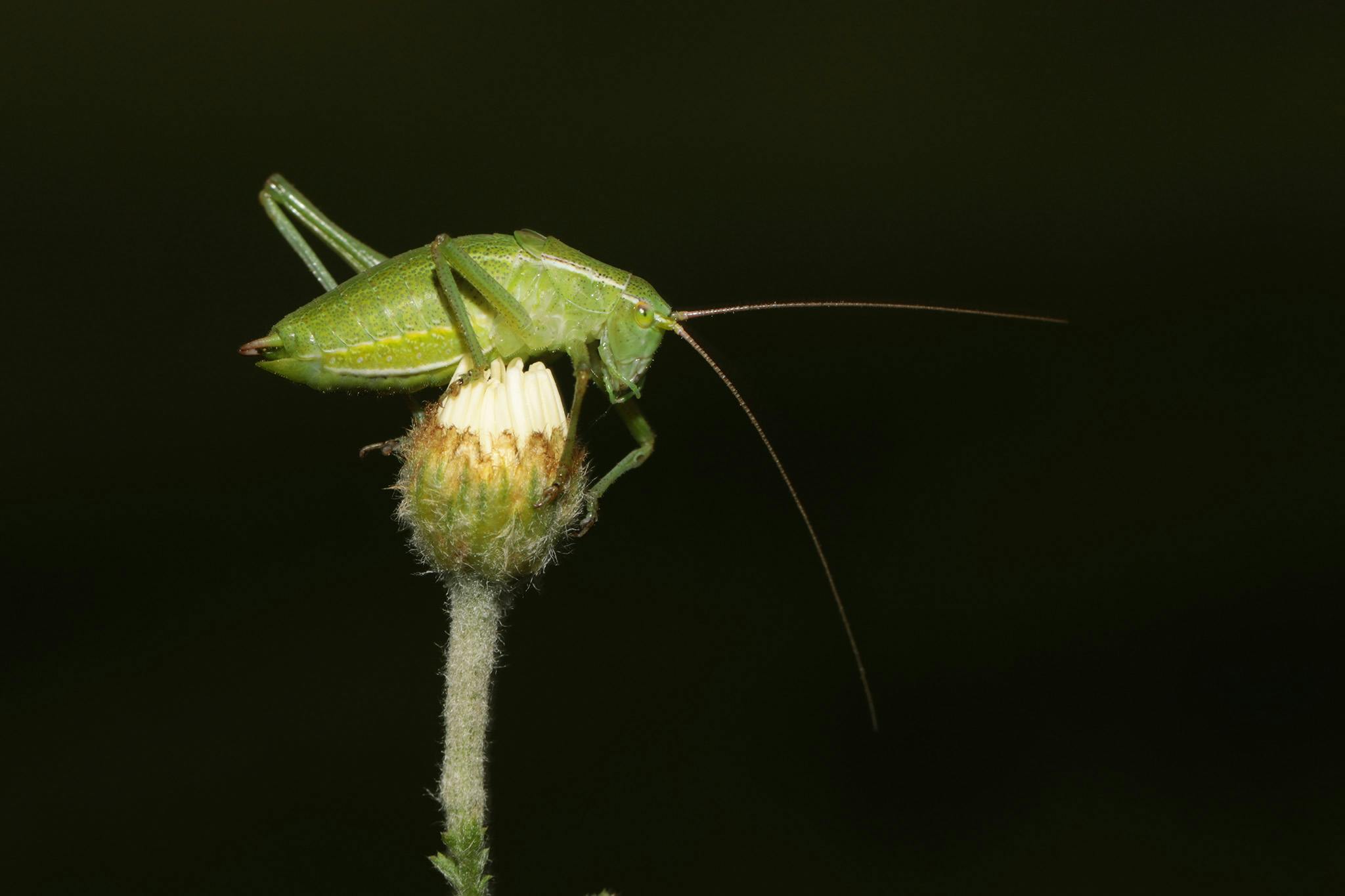 Free stock photo of black background, macro, macro photography