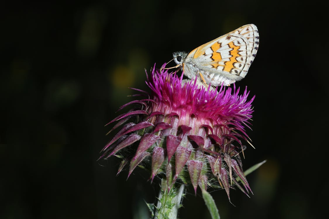 バタフライ 花と蝶 蝶々の無料の写真素材