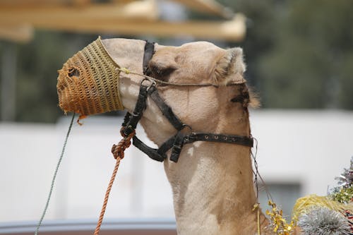 Gratis Fotos de stock gratuitas de animal, camello, Correa Foto de stock