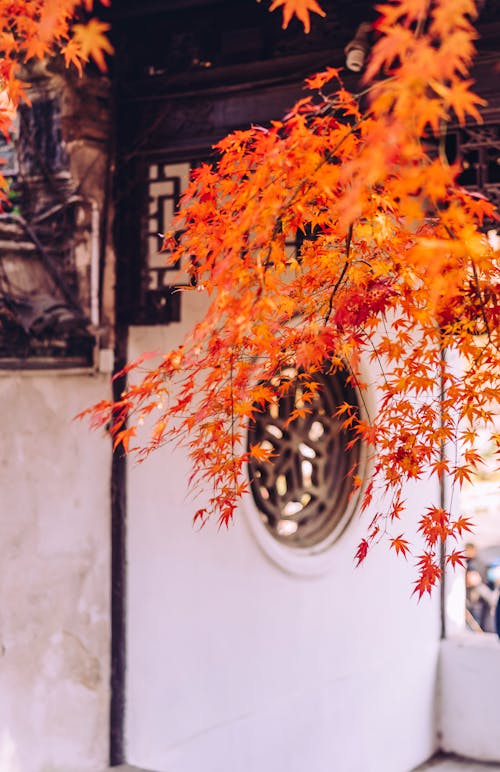 Gratis lagerfoto af efterår farve, efterårsblade, japansk ahorn