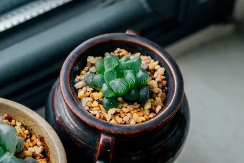 Free Vibrant green succulent in a pebble-filled pot, ideal for indoor decor. Stock Photo