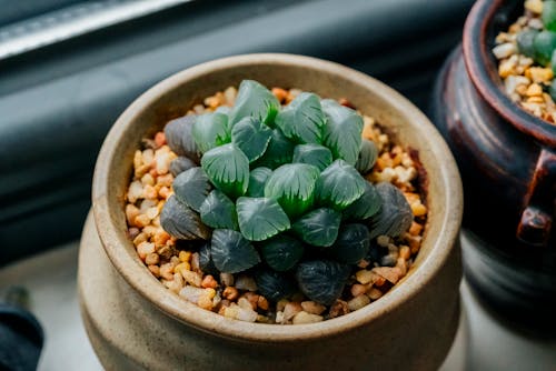 A Succulent Plant on a Pot