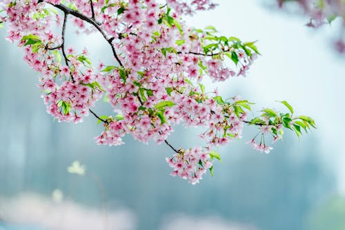 Beautiful Branch full of Pink Cherry Blossom