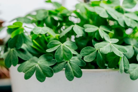 Vibrant close-up shot of fresh green clover leaves overflowing from a white pot, symbolizing luck and nature.