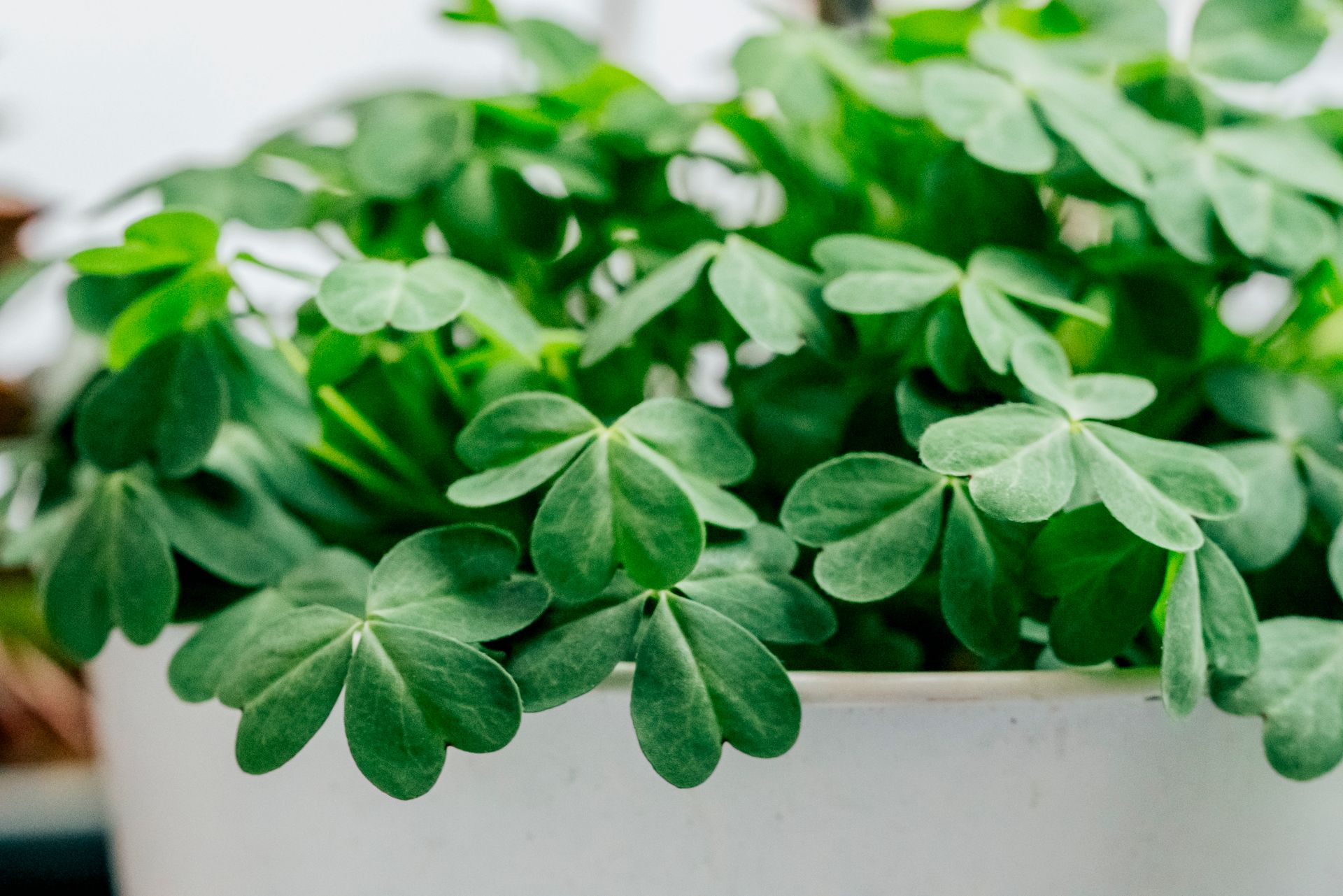 Vibrant close-up shot of fresh green clover leaves overflowing from a white pot, symbolizing luck and nature.